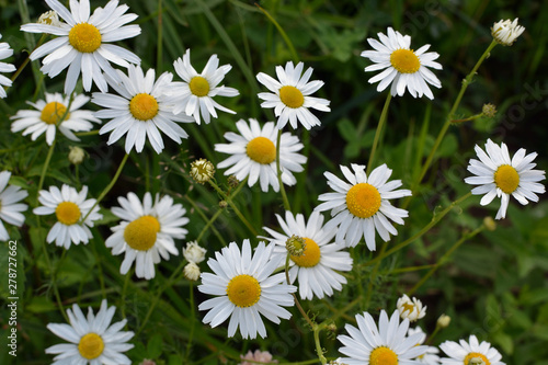 White camomile background on green grass background