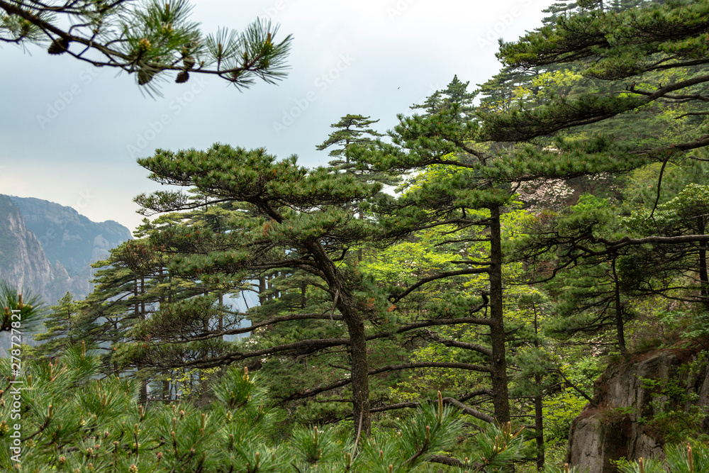Fototapeta premium Natural landscape of mountain Huangshan scenery. Located in southern Anhui province in eastern China. It is a UNESCO World Heritage Site.