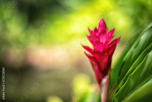 Tropical flower red torch ginger photo