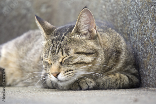 居眠り 野良猫