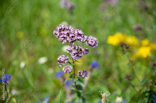 Oregano. photo