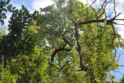 twisted tree