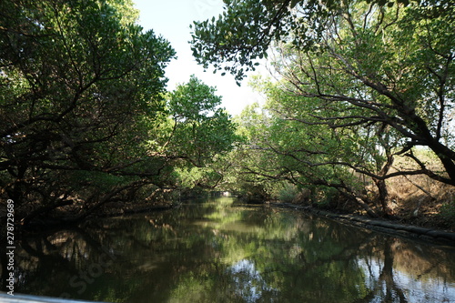 Mangrove forest