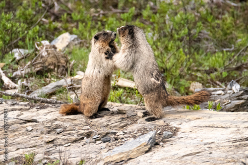 Wallpaper Mural marmot animal in the wild  Torontodigital.ca