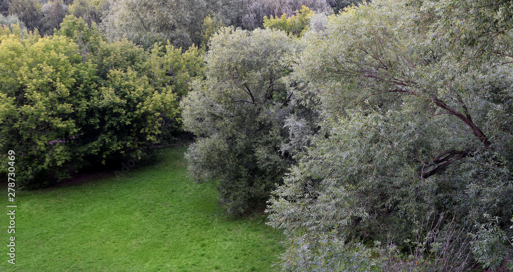 Green lawn surrounded by willows and maple ash trees. High angle view landscape background with a copy space. Green lawn surrounded by willows and maple ash trees. High angle view landscape background with a copy space.