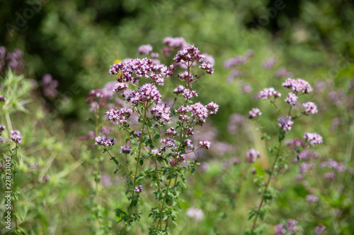 Oregano. photo