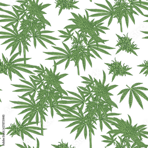 Cannabis seamless patten. Marijuana pant hand drawn. Medical plants hand drawn. Vector botanical illustration.