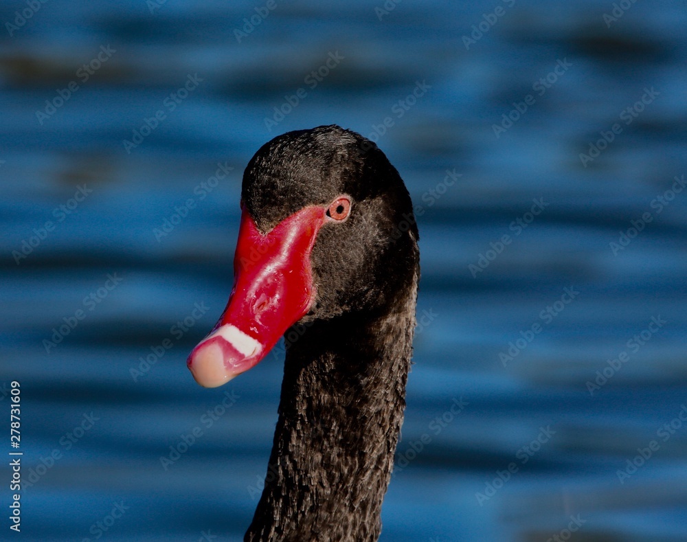 Fototapeta premium black swan