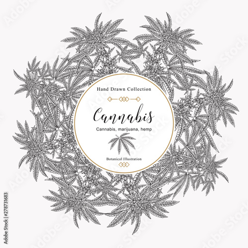 Cannabis background. Marijuana pant hand drawn. Medical plants hand drawn. Vector botanical illustration.