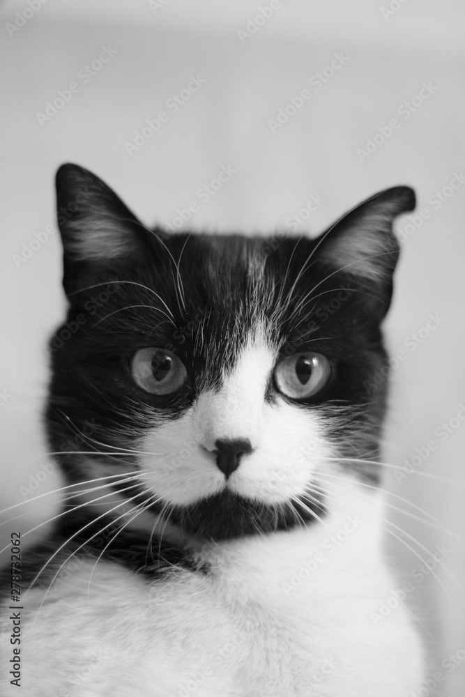 Black and white cat with immunodeficiency Black and white cat with immunodeficiency