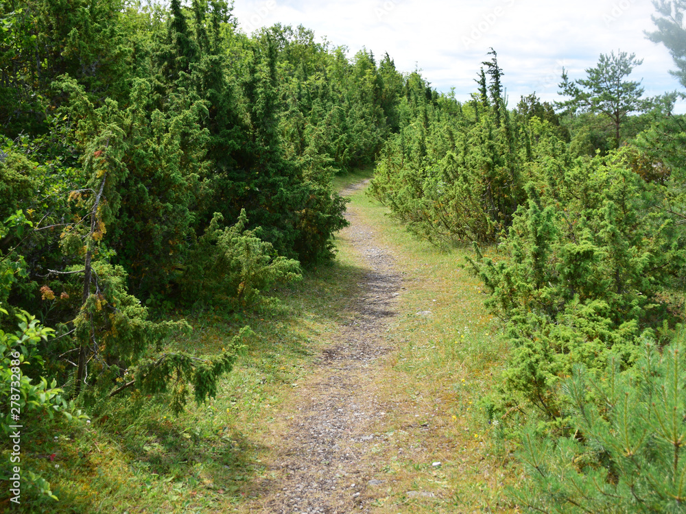 green juniper and rocky path green juniper and rocky path