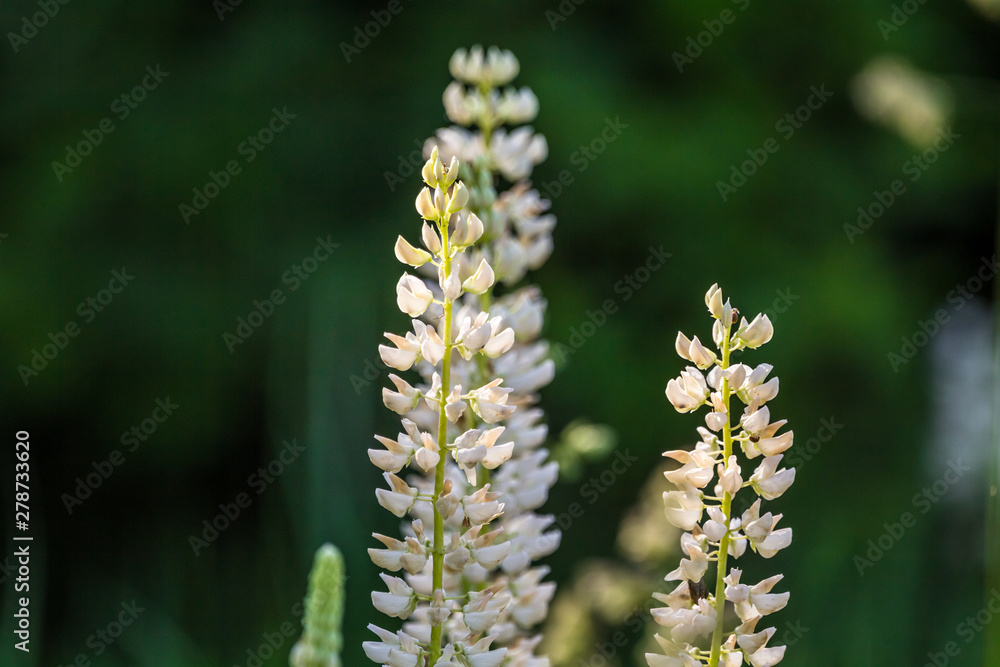 Beautiful spring flower blooming in the wood clearing. Blossoming forest scenery in close up. Beautiful spring flower blooming in the wood clearing. Blossoming forest scenery in close up.