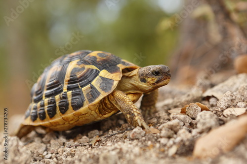 tortue se déplaçant dans son milieu naturel