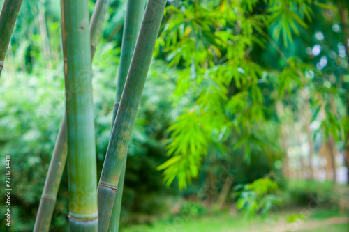 Fototapeta Naklejka Na Ścianę i Meble -  Bamboo Forest in Autumn