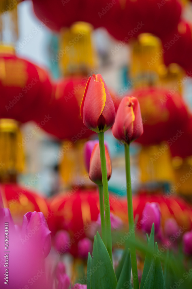 Two tulips in a red background