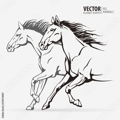 Beautiful arabian horses. Silhouettes of a running horses. Galloping animal. Sport. Vector illustration