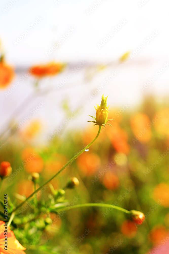 Water dew drops on Flower bud of Sulfur Cosmos or Yellow Cosmos flowers field in sunlight