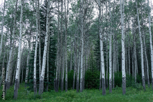 trees in the forest