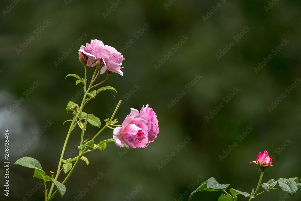 zwei rosa Rosen vor grünem Hintergrund