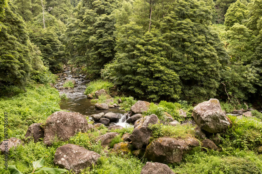 Forest with the river, Sao Miguel, Azores Forest with the river, Sao Miguel, Azores