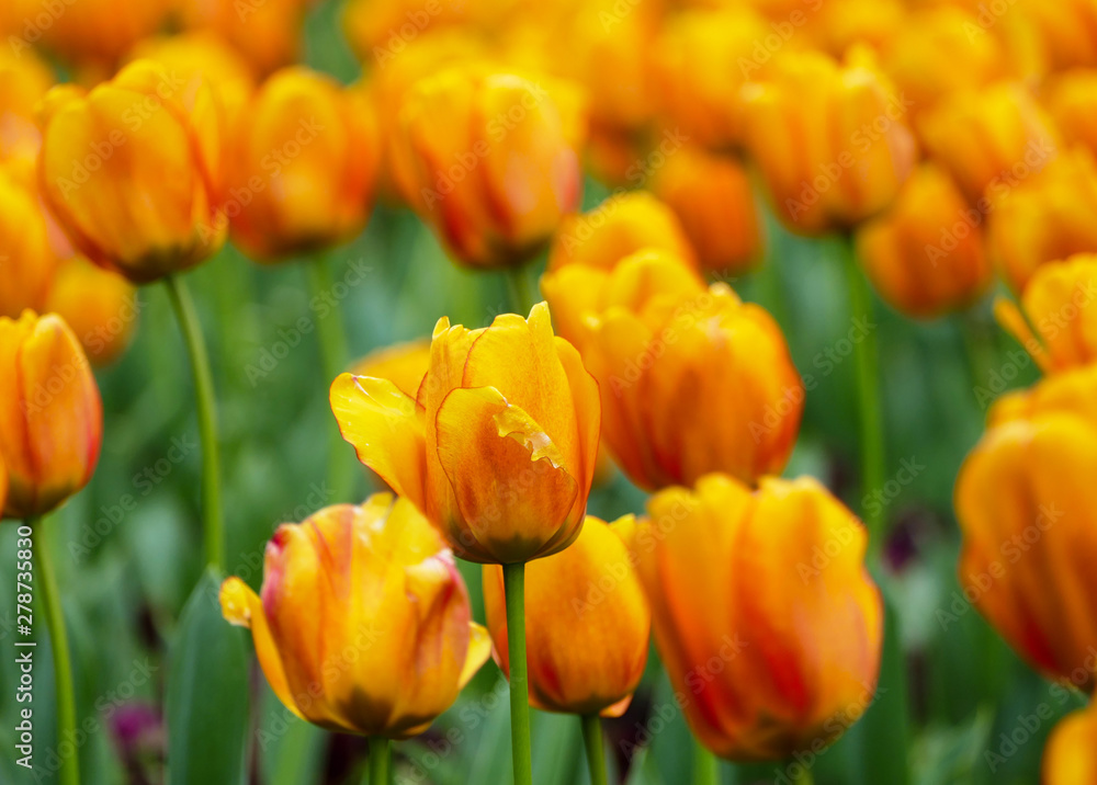Field of lovely orange tulips in nature Field of lovely orange tulips in nature