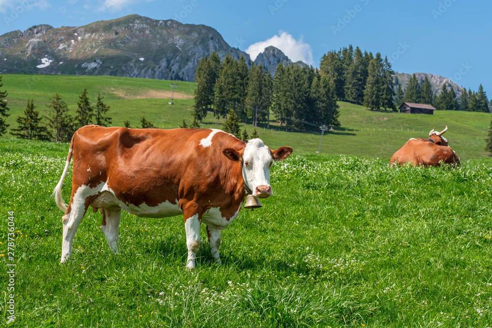 Cow with cowbell in an alpine meadow in the swiss alps