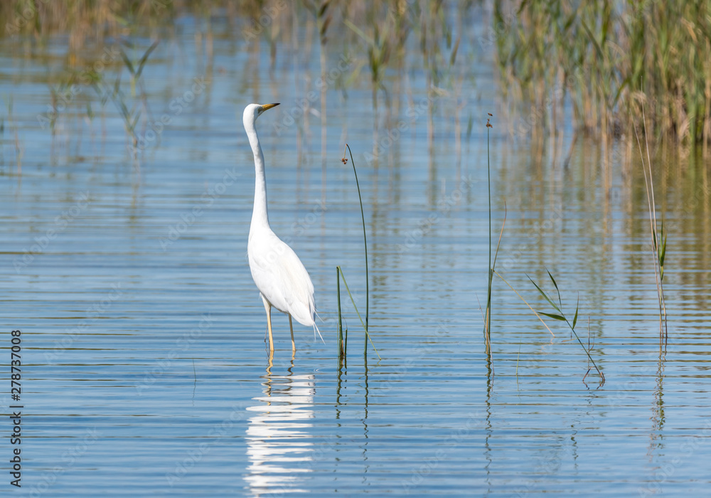 Great White Egret In a Lake in a Wetland in Latvia Great White Egret In a Lake in a Wetland in Latvia