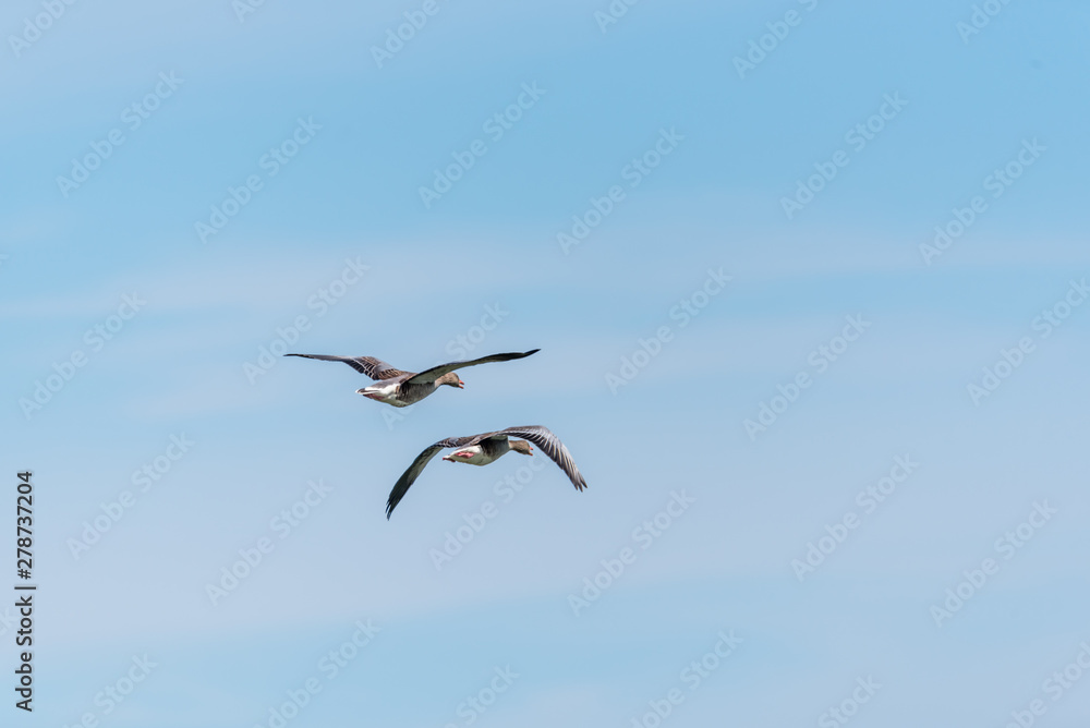 Obraz premium Grey Geese Flying in a Clear Blue Sky