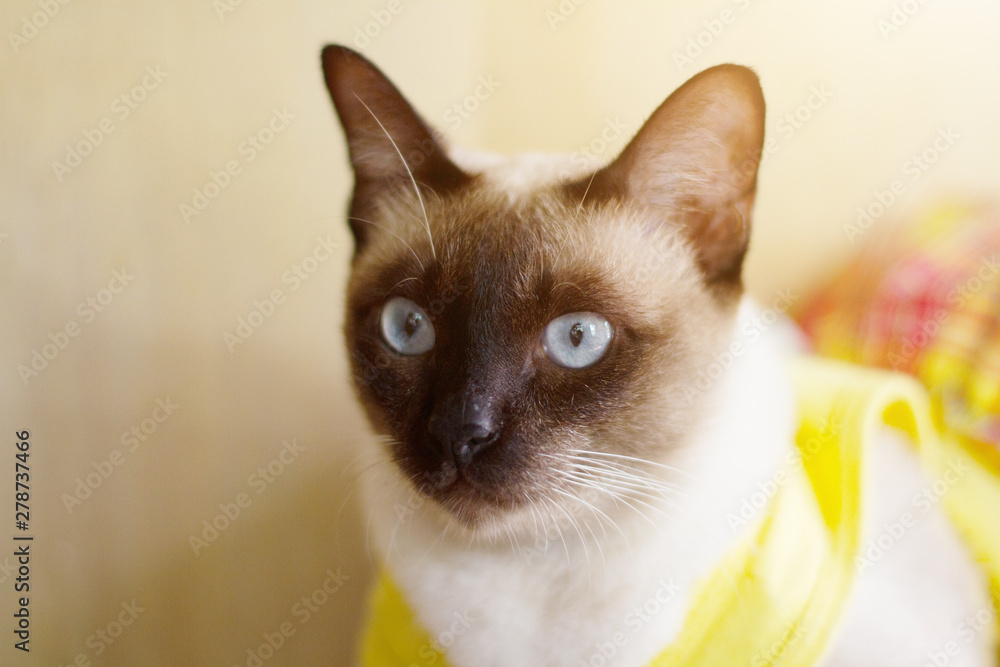 Siamese cat enjoy and sitting on table