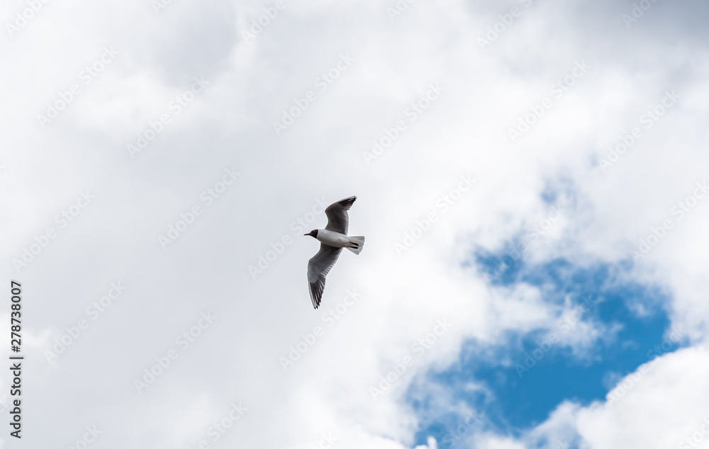 Seagull Flying in a Cloudy Sky Seagull Flying in a Cloudy Sky