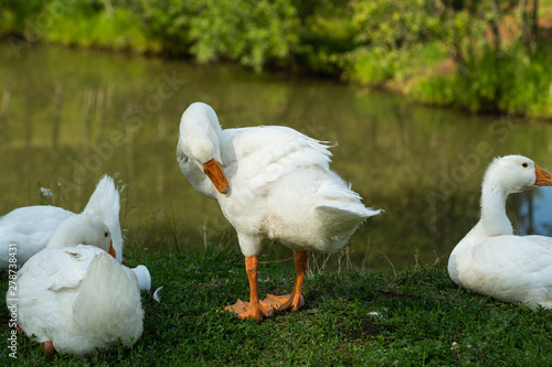 White domestic goose stands on green grass by the pond and preens its feathers. Other geese rest on the grass. Farm scene