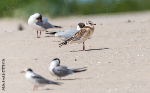 Seagulls and Terns on Sand Dune in Latvia © JonShore