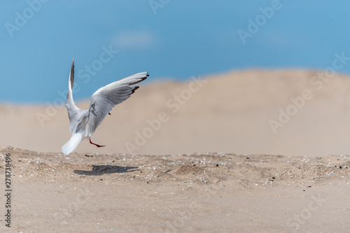 Black Headed Seagull Landing on a Sandy Beach in Latvia