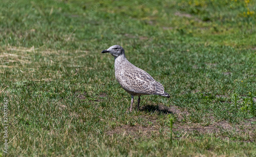 Young Seagull Walking on Grass