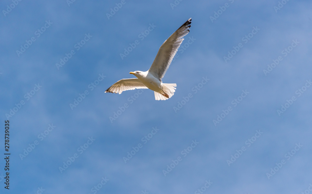 Seagull Flying in a Partly Cloudy Sky Seagull Flying in a Partly Cloudy Sky