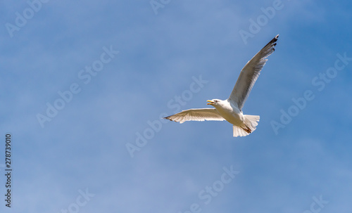 Seagull Flying in a Partly Cloudy Sky