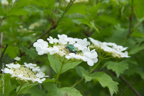 Viburnum lantana bush with white flowers in springtime