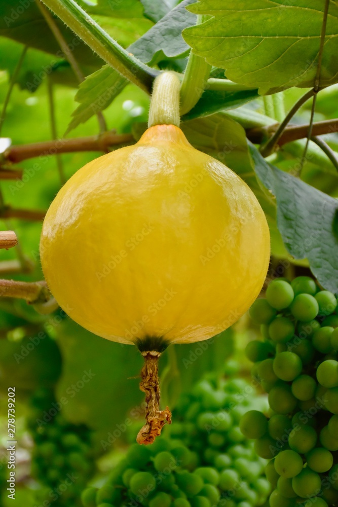 young hokkaido pumpkin or red kuri squash in greenhouse with grapes. young hokkaido pumpkin or red kuri squash in greenhouse with grapes.