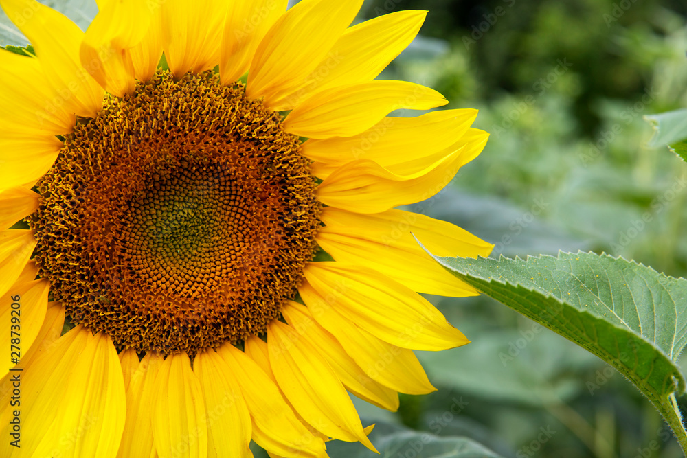 Sunflower closeup. Field with sunflowers. Advertising sunflower seeds and oil. Advertising banner. Sunflower closeup. Field with sunflowers. Advertising sunflower seeds and oil. Advertising banner.