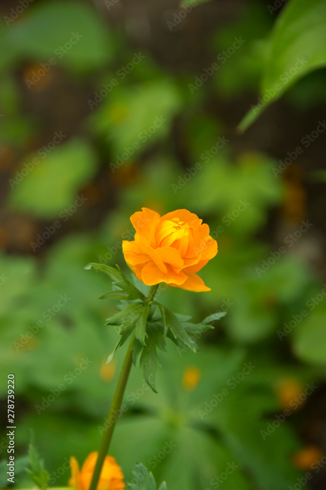 spring flowers troll european orange princess spring flowers troll european orange princess