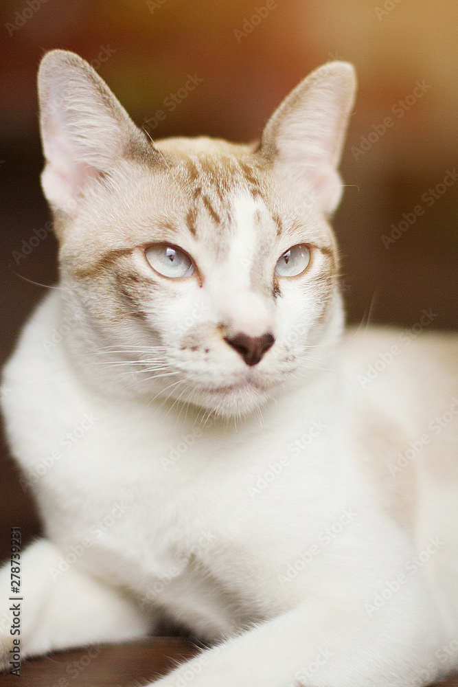 Grey striped cat enjoy and sit on terrace wit beautiful sunlight Grey striped cat enjoy and sit on terrace wit beautiful sunlight