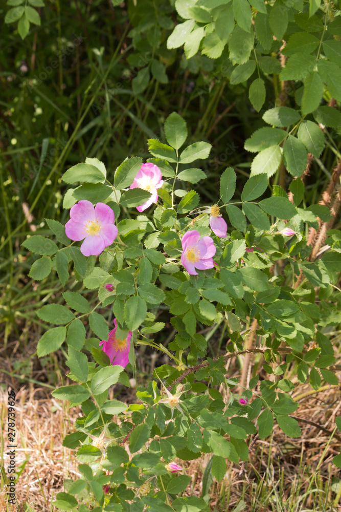 Flowers of dog-rose (rosehip) growing in nature Flowers of dog-rose (rosehip) growing in nature