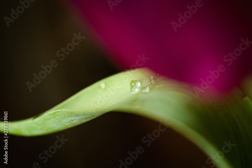 drops on tulip leaf 