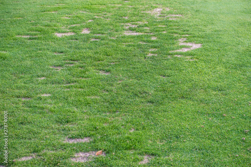 Beschädigte und abgenutzte Rasenfläche auf Golfplatz