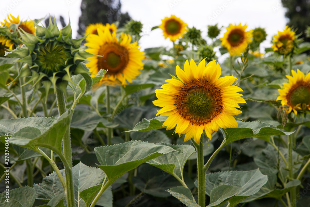 Fototapeta premium Sunflower closeup. Field with sunflowers. Advertising sunflower seeds and oil. Advertising banner.