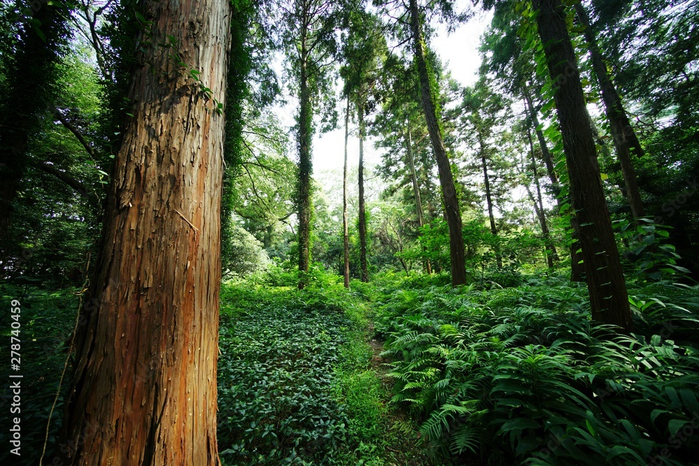 Fototapeta premium 森の木々