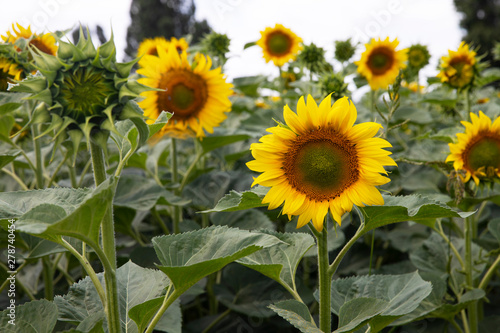 Sunflower closeup. Field with sunflowers. Advertising sunflower seeds and oil. Advertising banner.