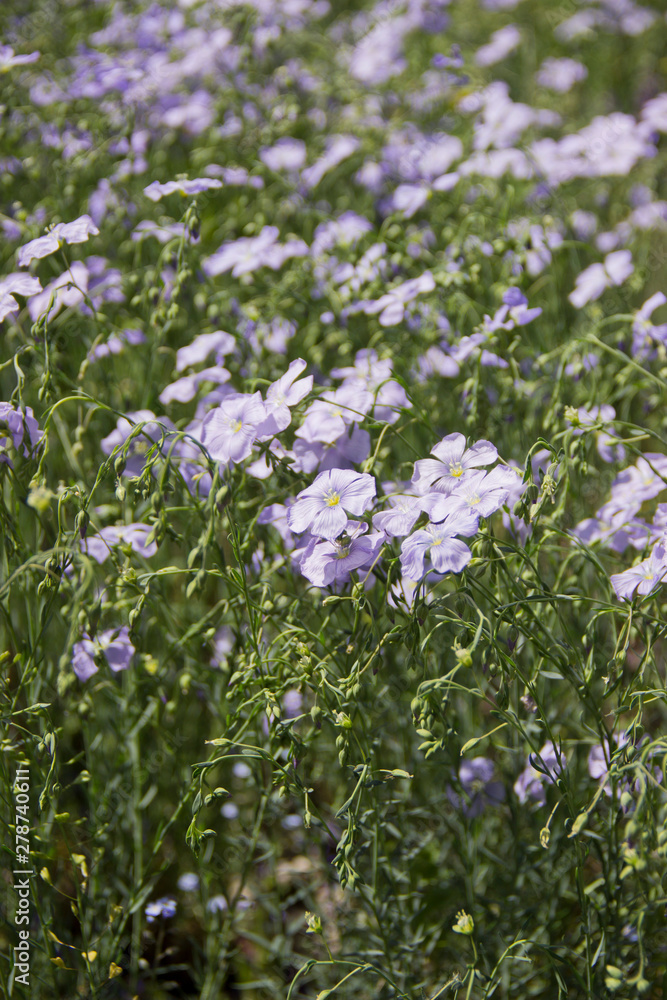 Flax (Linum usitatissimum) flowers, close up shot, local focus Flax (Linum usitatissimum) flowers, close up shot, local focus
