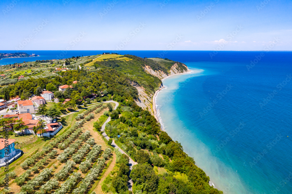 Aerial view of vineyard by the sea and seaside with viticulture