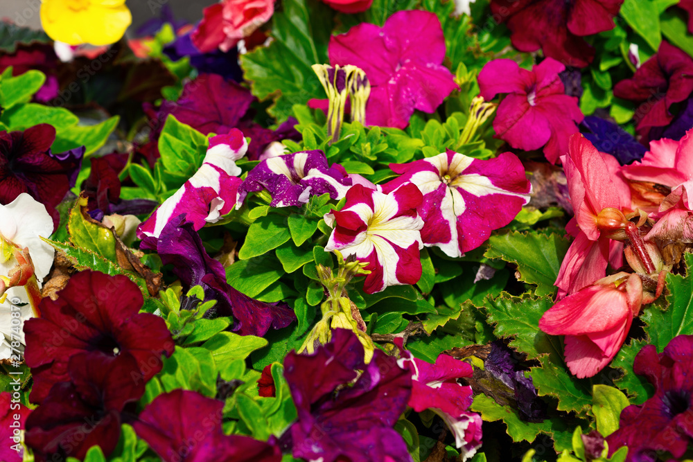 Colorful petunia flowers on a flowerbed. Purple, pink blossoms, green leaves. Natural floral carpet
